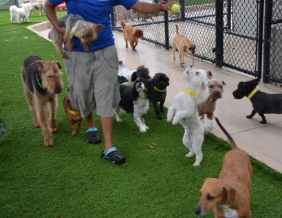 Artificial Grass Carpet Norco, California Watch Dogs, Dog Kennels
