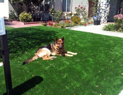 Fake Turf Lauderdale Lakes, Florida Dog Park, Dog Kennels