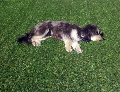 Fake Turf Pueblo West, Colorado Watch Dogs, Dogs