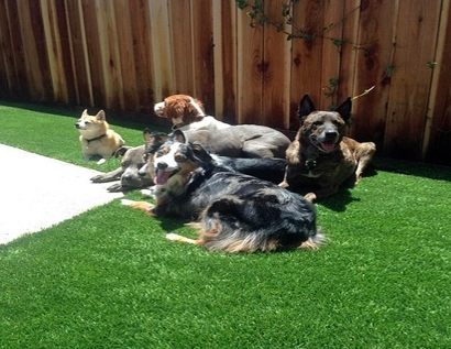 Faux Grass Big Spring, Texas Dog Running, Small Backyard Ideas