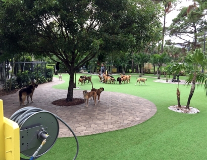 Grass Installation Clermont, Florida Pet Paradise, Commercial Landscape