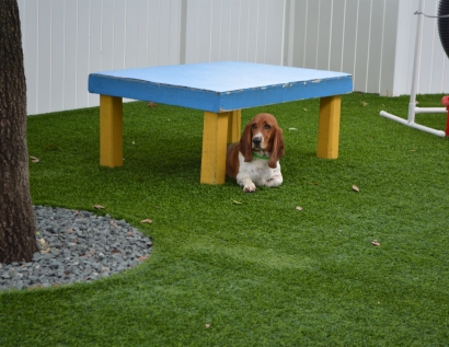 Grass Turf Harker Heights, Texas Dog Hospital, Grass for Dogs