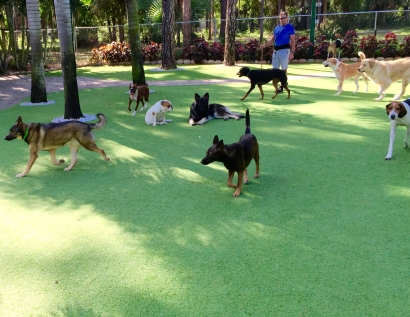 Outdoor Carpet Cutler Ridge, Florida Pet Paradise, Dogs