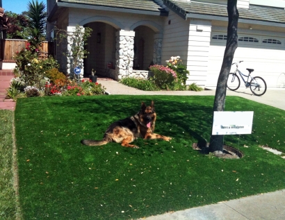 Synthetic Grass Covina, California Gardeners, Dogs Park