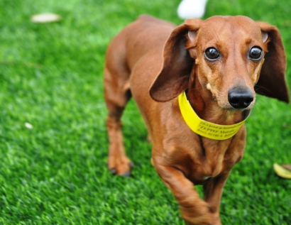 Synthetic Grass Plum, Pennsylvania Cat Grass, Dogs Park