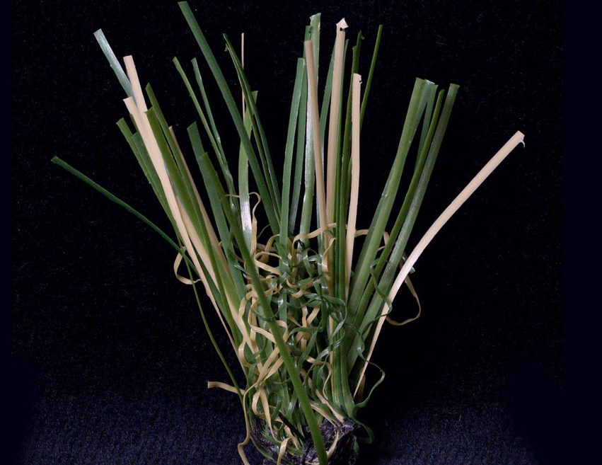 Natural Blend Artificial Grass by Global SynTurf