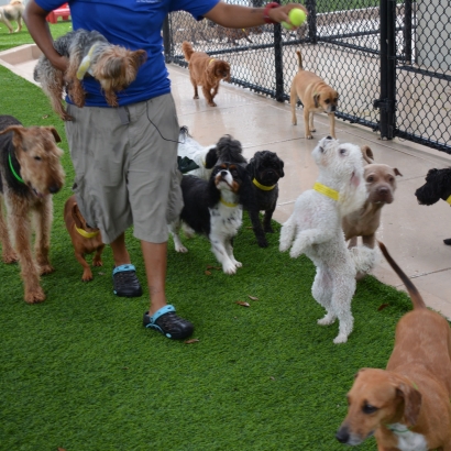 Artificial Grass Carpet Norco, California Watch Dogs, Dog Kennels