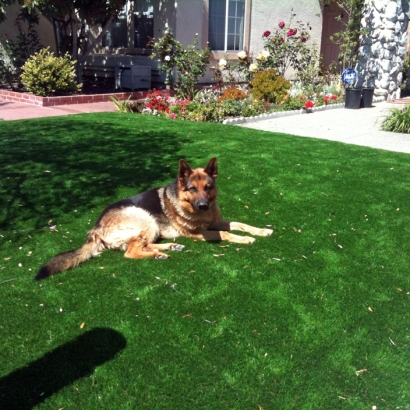 Fake Turf Lauderdale Lakes, Florida Dog Park, Dog Kennels