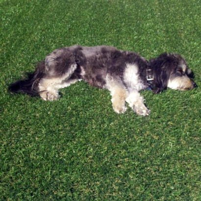 Fake Turf Pueblo West, Colorado Watch Dogs, Dogs