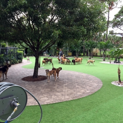 Grass Installation Clermont, Florida Pet Paradise, Commercial Landscape