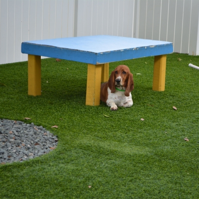 Grass Turf Harker Heights, Texas Dog Hospital, Grass for Dogs