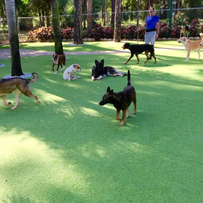 Outdoor Carpet Cutler Ridge, Florida Pet Paradise, Dogs