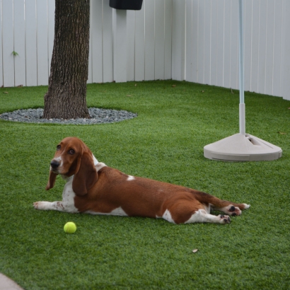 Plastic Grass Glen Cove, New York Indoor Dog Park, Dog Kennels