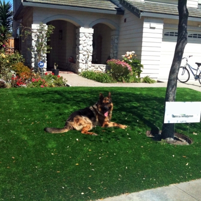 Synthetic Grass Covina, California Gardeners, Dogs Park