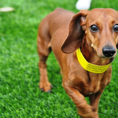 Synthetic Grass Plum, Pennsylvania Cat Grass, Dogs Park