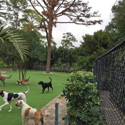 Turf Grass Burbank, Illinois Indoor Dog Park, Commercial Landscape